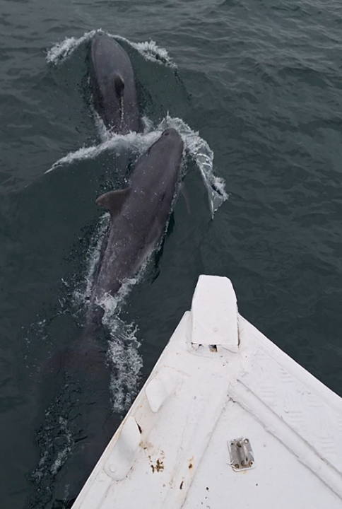 Bottlenose dolphins bow-riding. Image: Steven Banks, Amble Puffin Cruises